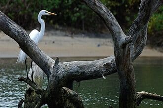 Kadalundi - Lowest Flight Fares Kadalundi Bird Sanctuary Calicat