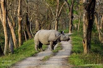 Kaziranga-National-Park - Lowest Flight Fares Kaziranga National Park Assam