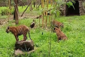 Rajiv Gandhi Zoological Park Pune