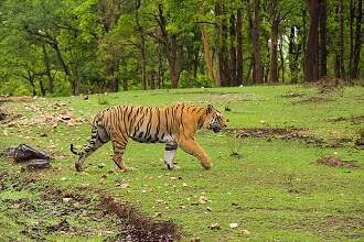 Pench Tiger Reserve