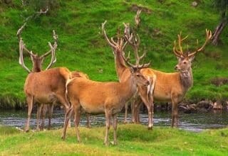 Stags-1 - Lowest Flight Fares Nandini Wildlife Sanctuary Jammu