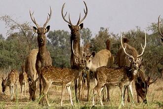 Van Vihar National Park Bhopal