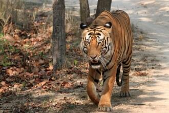 Dachigam National Park Srinagar