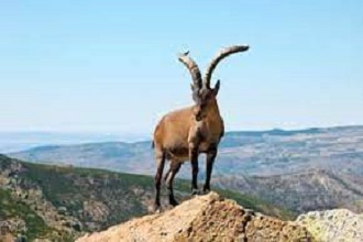 Manjathal Sanctuary Shimla - Lowest Flight Fares Manjathal Sanctuary Shimla
