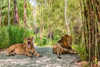 Nandan Forest Zoo Raipur