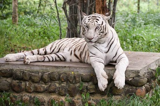 Nandankanan Zoological Park Bhubaneswar