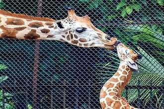 Alipore Zoo Kolkata