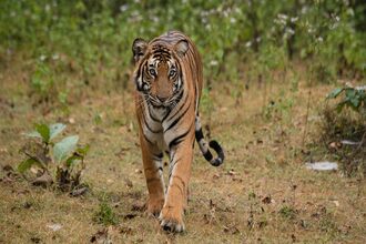 Anamalai-Tiger-Reserve coimbatore Tamilnadu