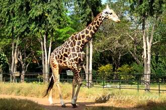 Arignar Anna Zoological Park Chennai