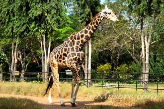 Arignar Anna Zoological Park Chennai
