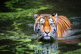 Bannerghatta National Park Bangalore