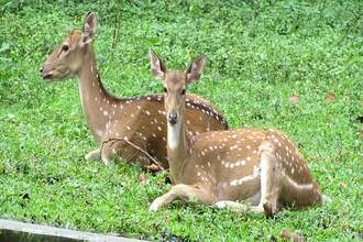 Bengal Safari Park Siliguri