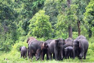 Dehing Patkai Wildlife Sanctuary  Dibrugarh