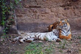 Gwalior Zoo