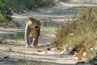 Jambughoda Wildlife Sanctuary Vadodara