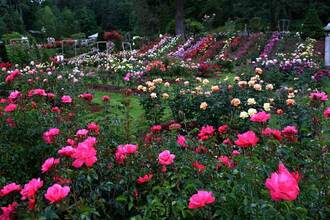 Japanese Rose Garden Nagpur