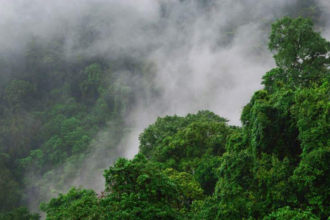 Jeypore Rainforest