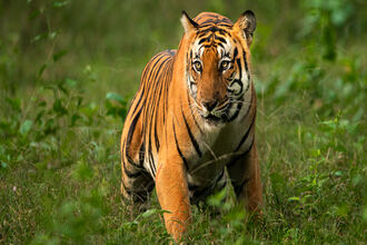 Jim Corbett National Park Pantnagar - Lowest Flight Fares Jim Corbett National Park Pantnagar