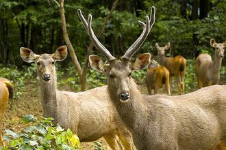 Jubilee-Park-and-the-Dalma-Wildlife-Sanctuary - Lowest Flight Fares Jamshedpur