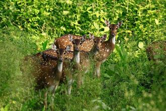 Umred Karhana Wildlife Sanctuary Nagpur