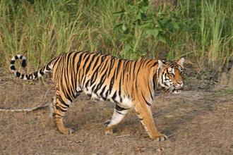 Kanha National Park Jabalpur