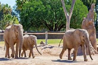 Kankaria Zoo Ahmedabad