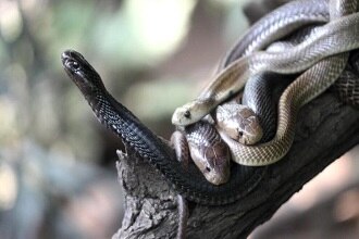 Katraj Snake Park Pune