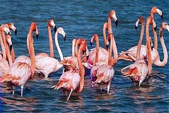 Kutch Desert Wildlife Sanctuary Bhuj