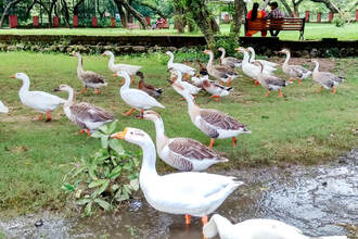 Manda Zoo Jammu