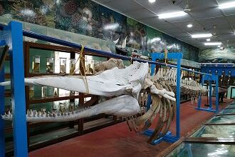 Marine Museum of Lakshadweep