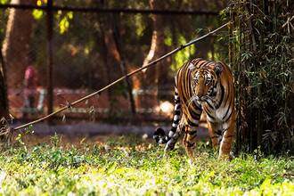 Nehru Zoological Park Hyderabad