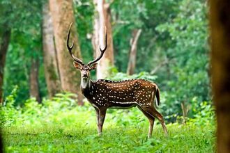 Ralamandal Wildlife Sanctuary Indore