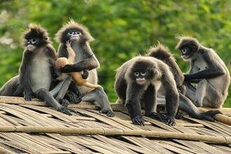 Sepahijala Wildlife Sanctuary Agartala