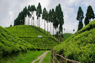 Sepoy Dhura Tea Garden Siliguri