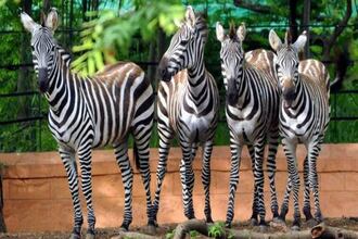 Sri Chamarajendra Zoological Garden Mysore