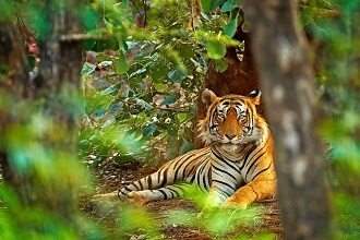 Sri Venkateswara National Park Tirupati