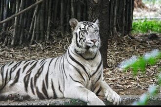 Srinagar Anna Zoological Park Chennai