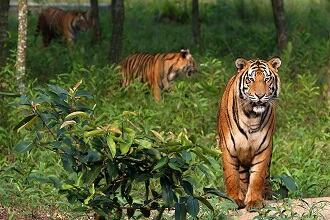 Sundarbans Kolkata