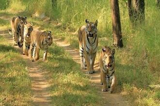 Umred-Karhandla-Wildlife-Sanctuar Nagpur