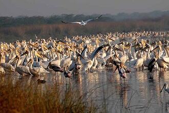 Khijadiya Bird Sanctuary Jamnagar