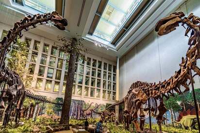 Carnegie Museum of Natural History Pittsburgh