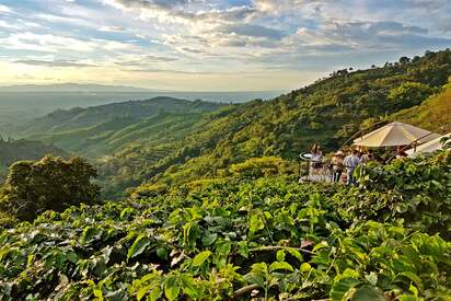 Coffee Tour bogota