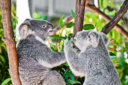 Currumbin Wildlife sanctuary Gold Coast