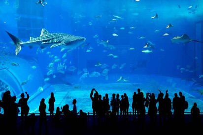 Dubai Aquarium - Lowest Flight Fares Dubai Aquarium