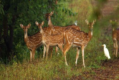 Dumna Nature Reserve Park jabalpur