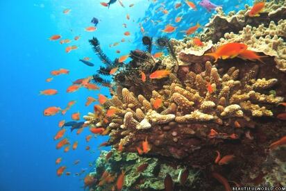Great Barrier Reef Oceania