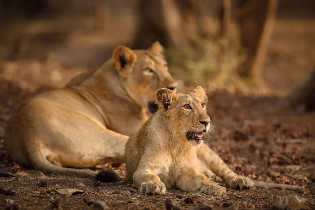 Gir National Park Gujarat