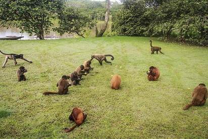 Isla-de-Monos-Iquitos