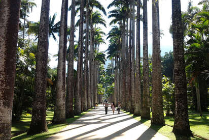 Jardim-Botanico-Rio-de-Janeiro