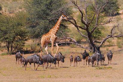 Kgalagadi (kalahari) Transfrontier Park South Africa